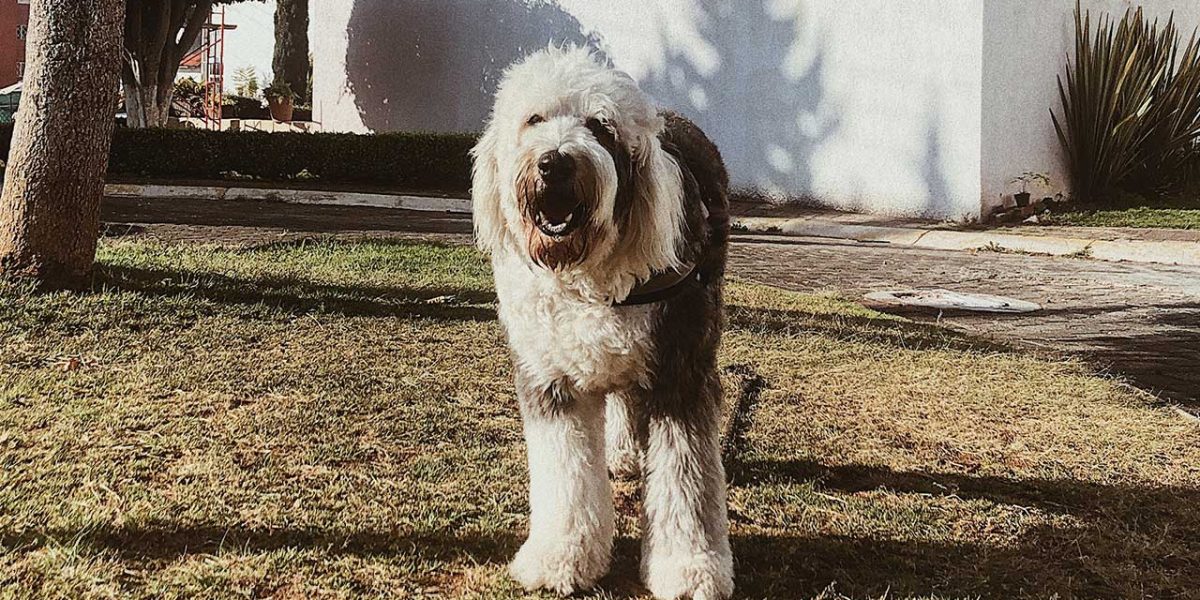 old english sheepdog