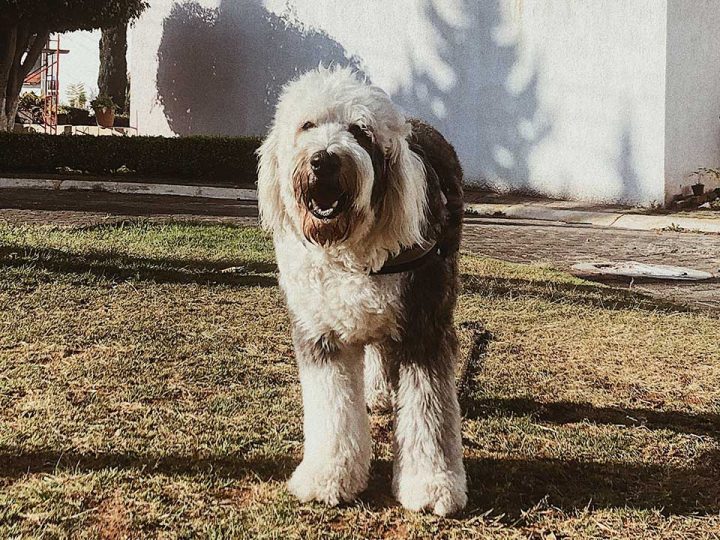 old english sheepdog