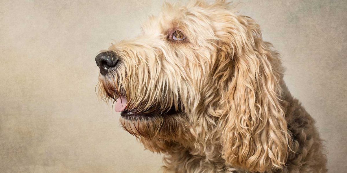 otterhound