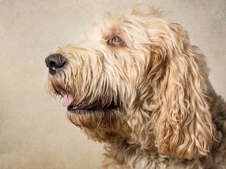 otterhound