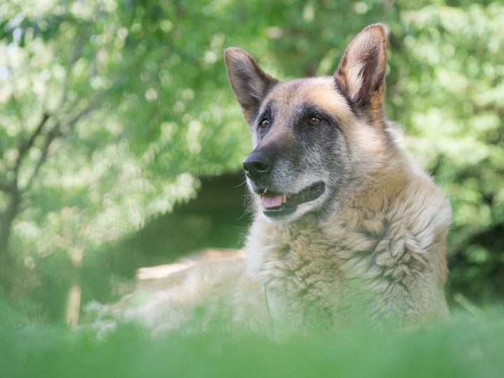 oude duitse herder