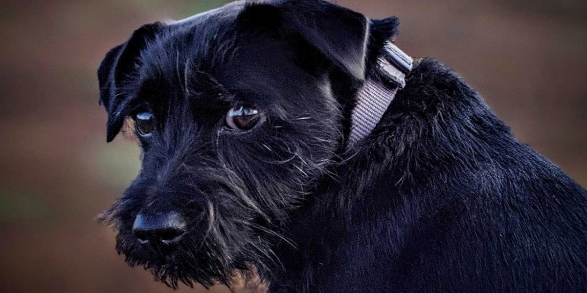 patterdale terrier