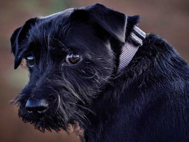 patterdale terrier
