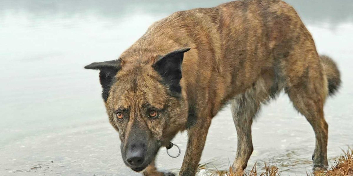 perro majorero