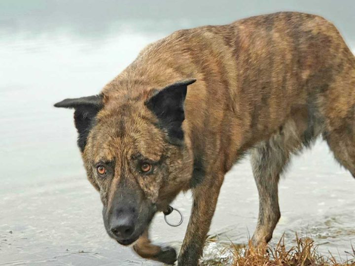 perro majorero