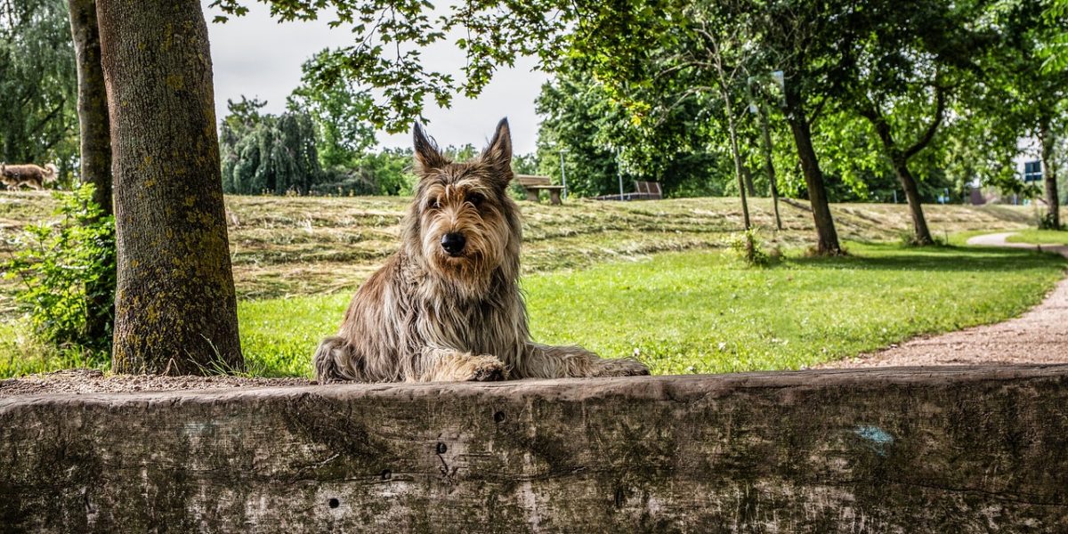 picardische herdershond