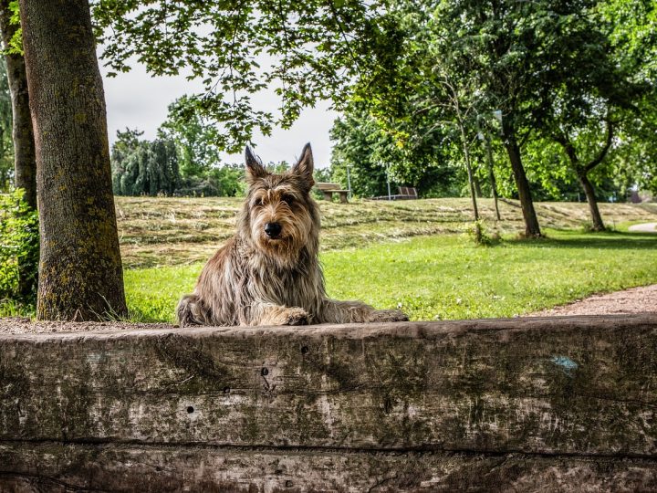 picardische herdershond