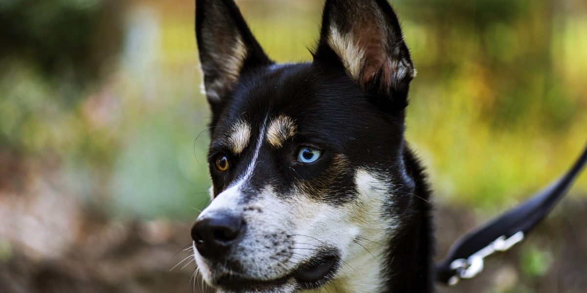 pitsky