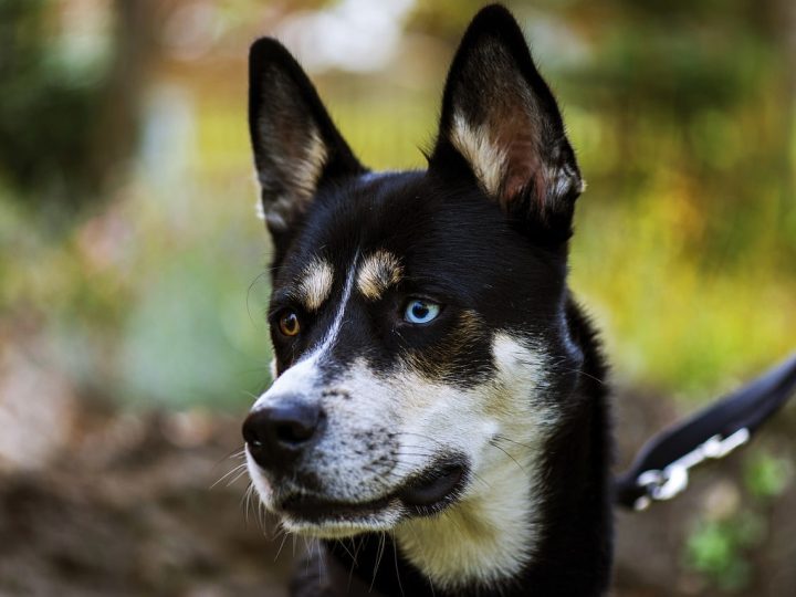 pitsky