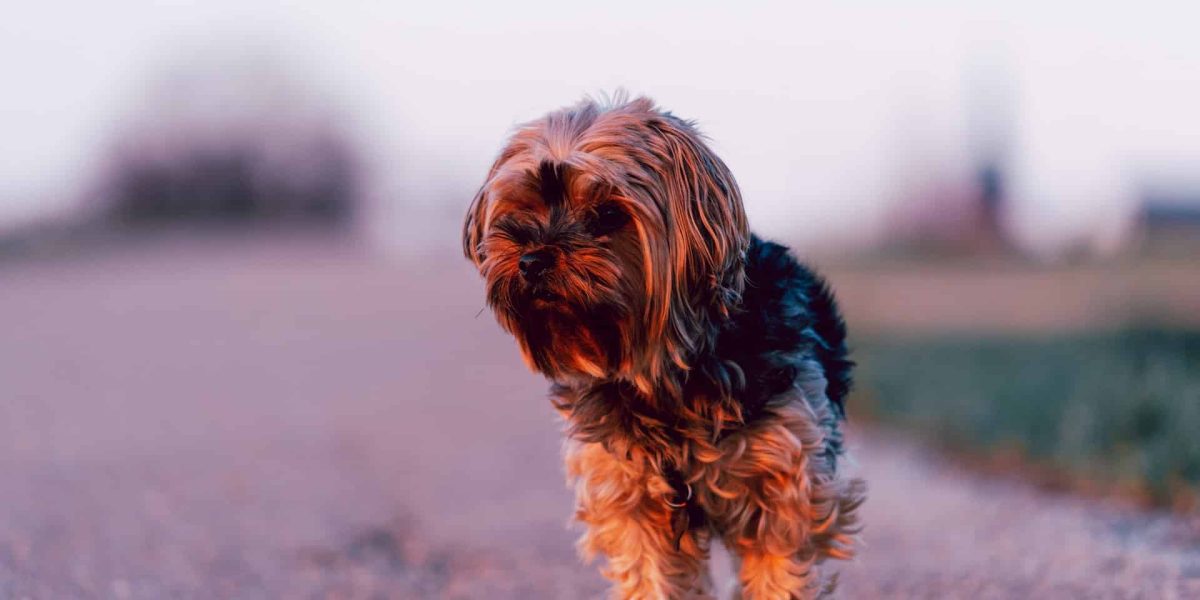 plummer terrier