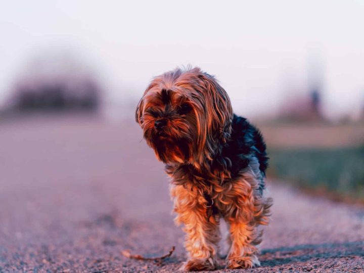 plummer terrier