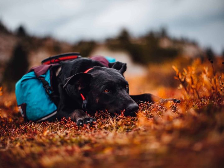 poedelpointer