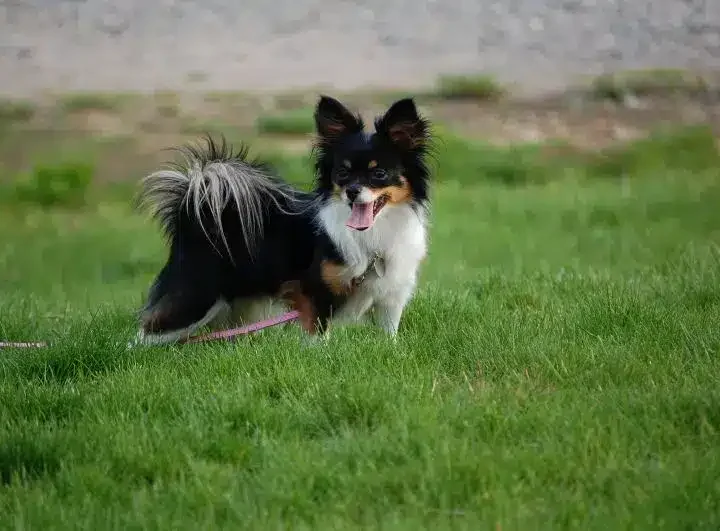 pomchi