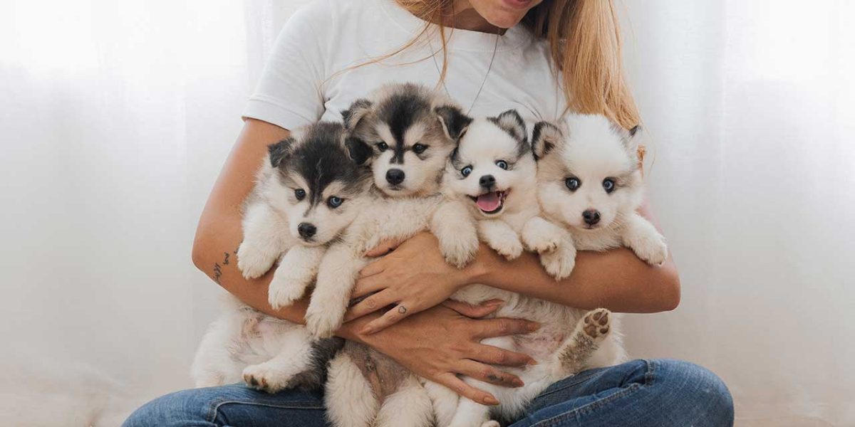 pomsky
