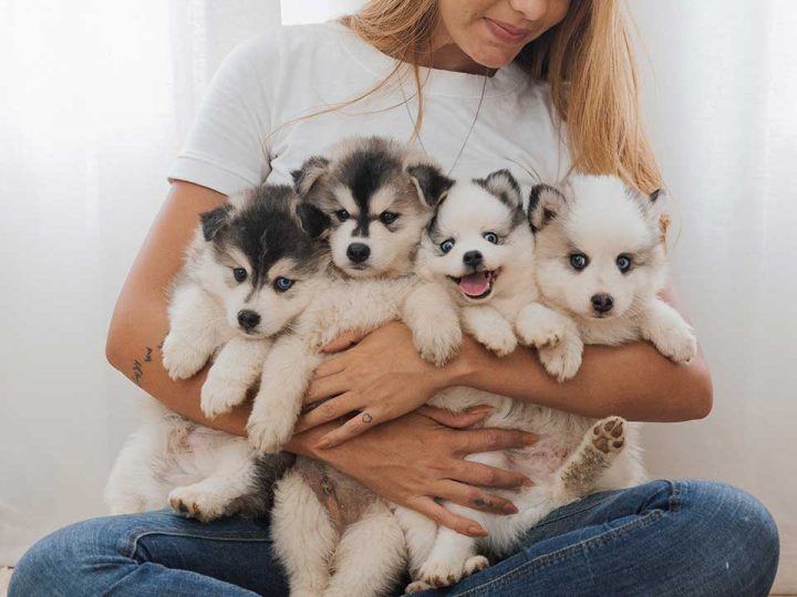 pomsky
