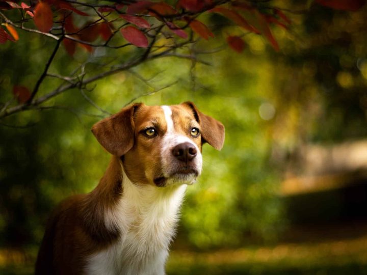 poolse hond
