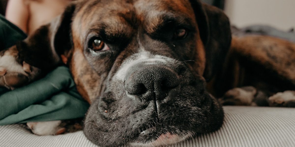 portugese mastiff