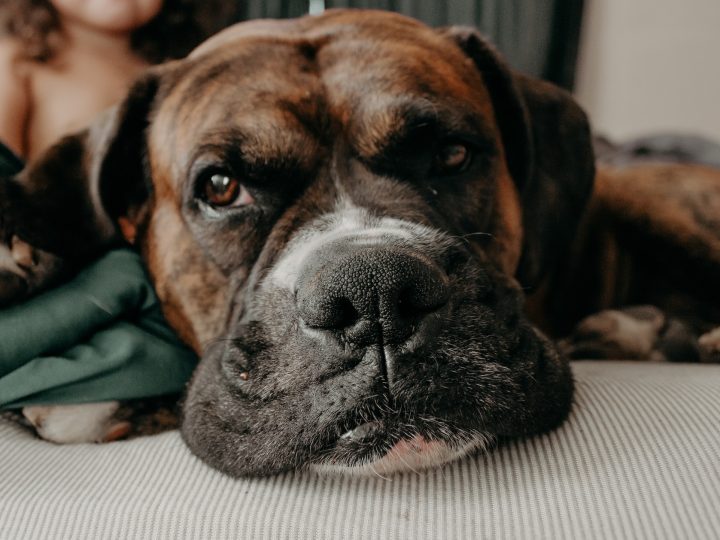 portugese mastiff