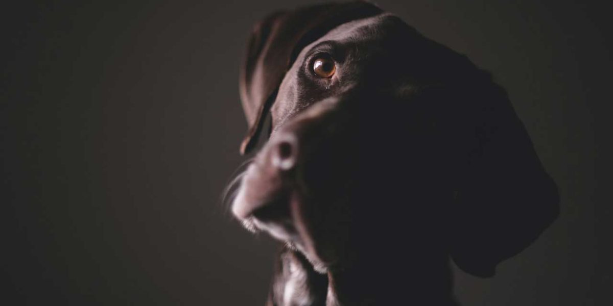 portugese pointer