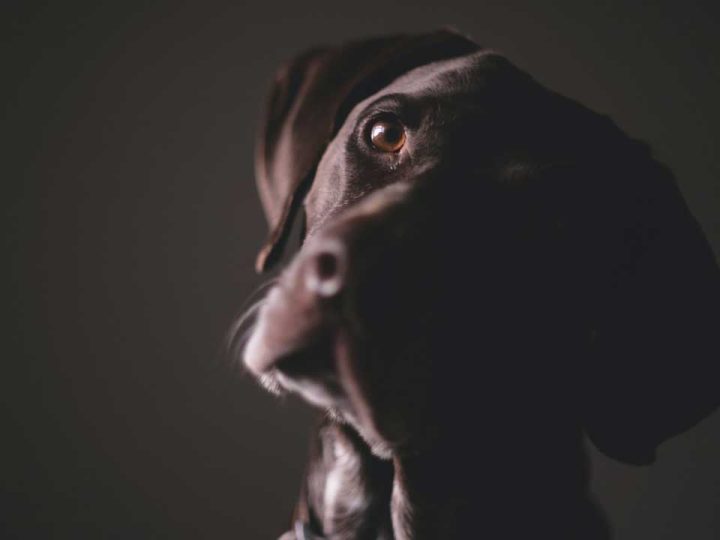 portugese pointer