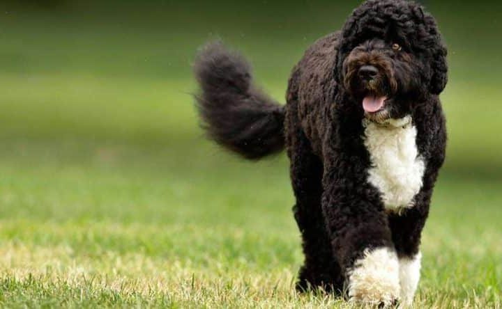 portugese waterhond