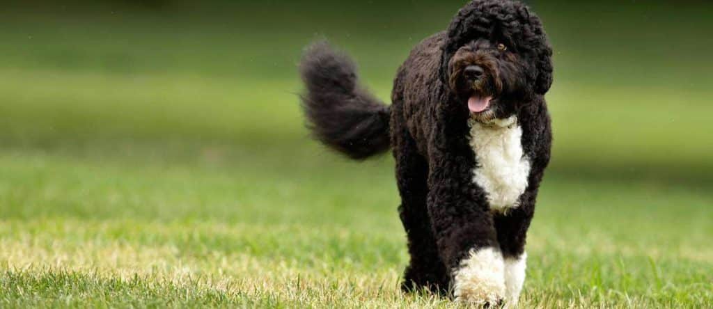 portugese waterhond