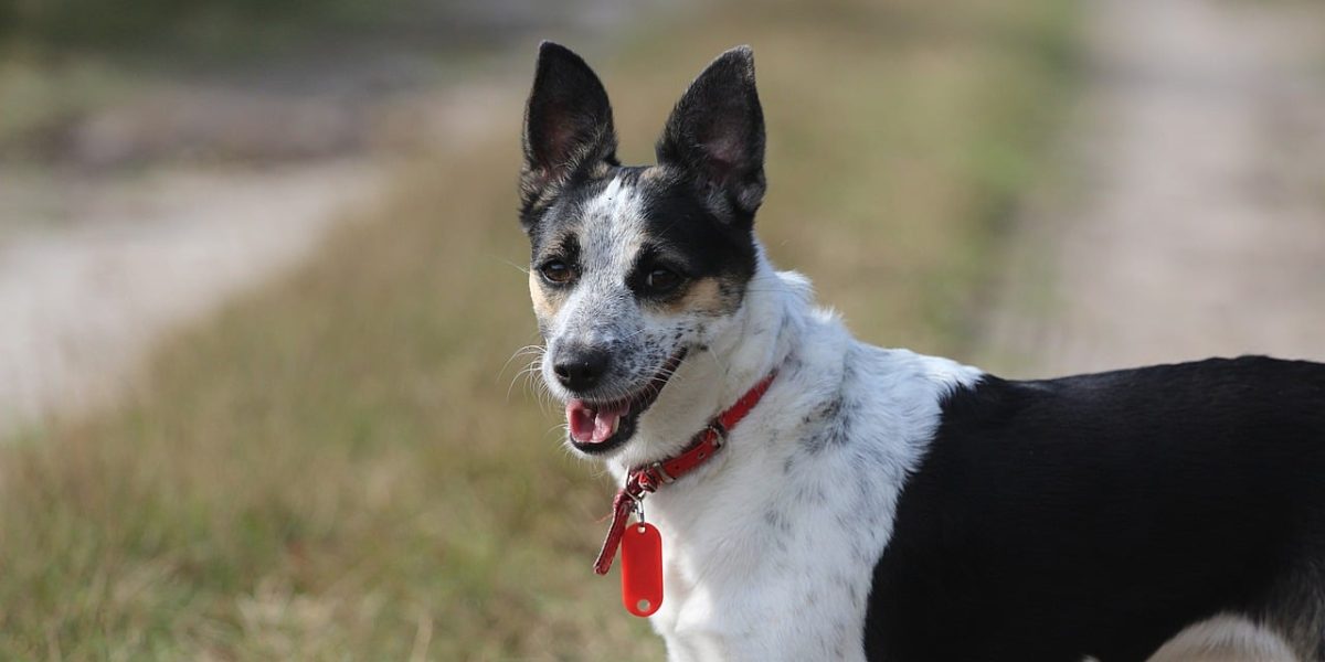 rat terrier