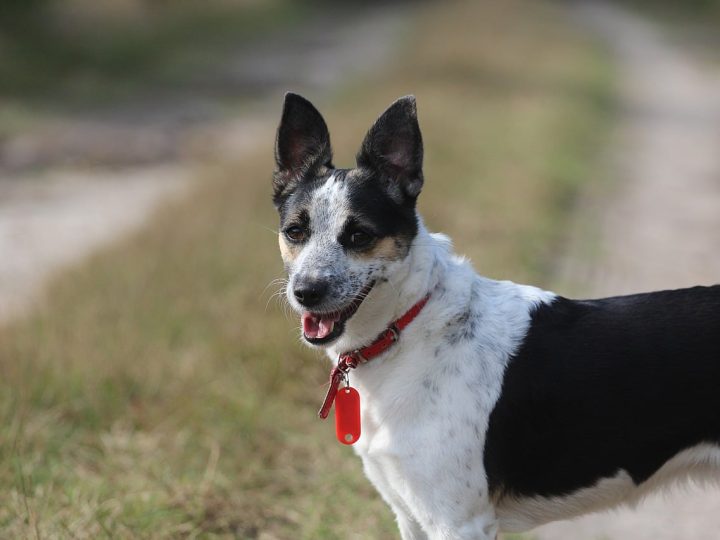 rat terrier