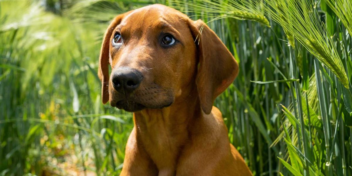 rhodesian labrador