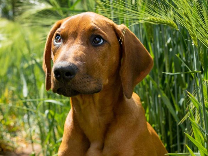 rhodesian labrador