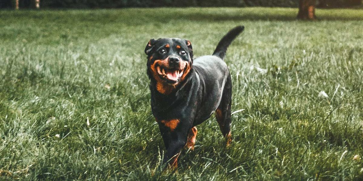 rottsky