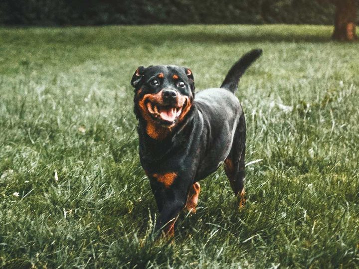 rottsky