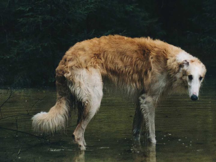 russische hondenrassen