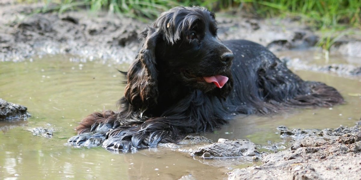 russische spaniel