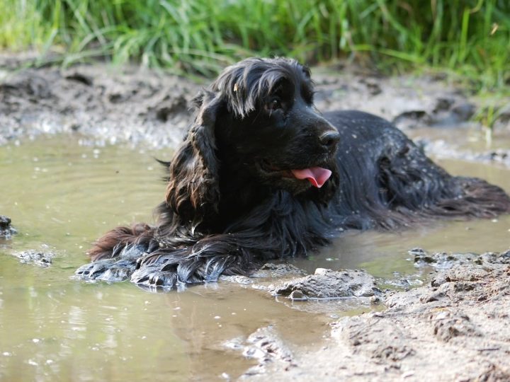 russische spaniel