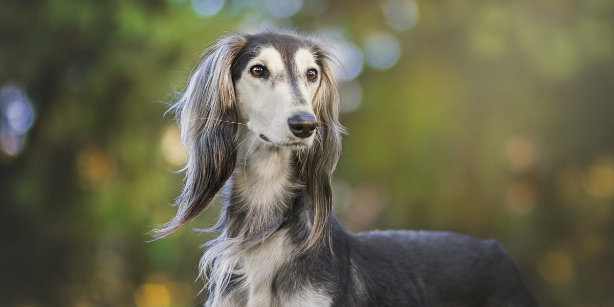 saluki