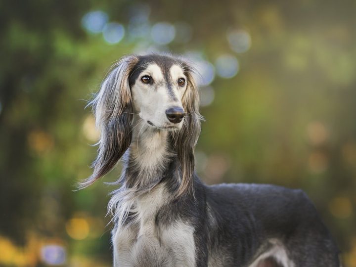 saluki