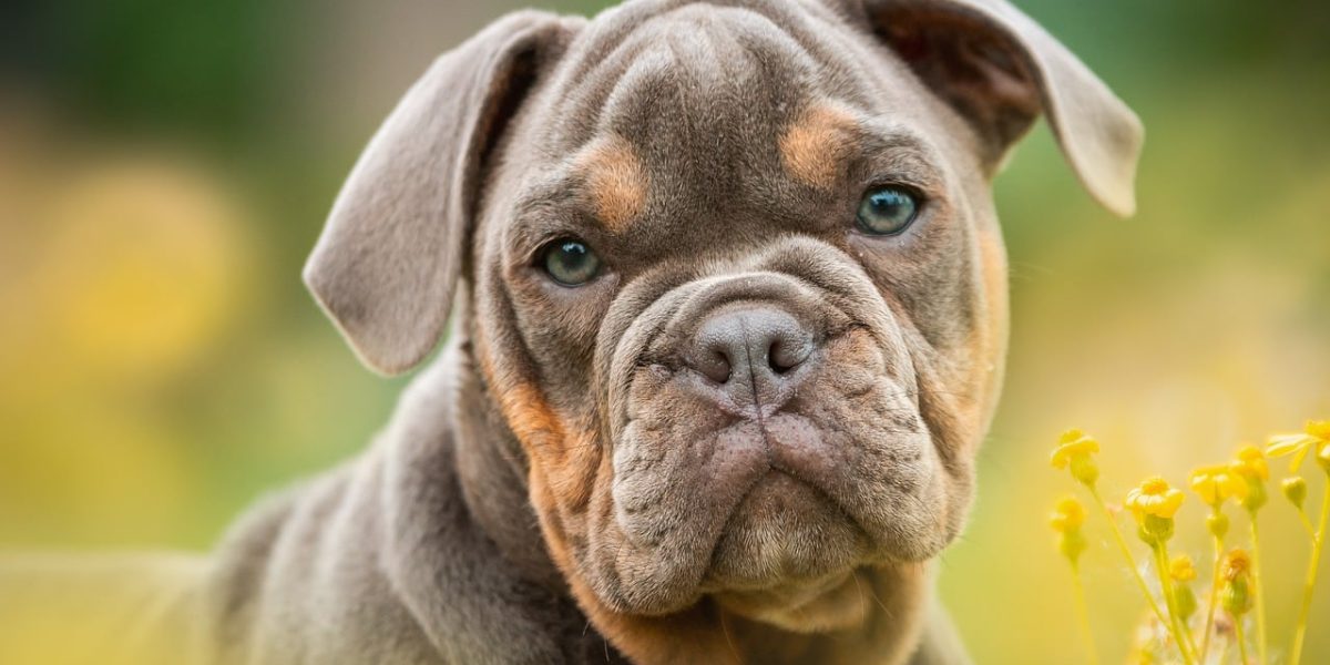 schofthoogte bij honden