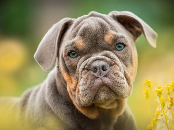schofthoogte bij honden
