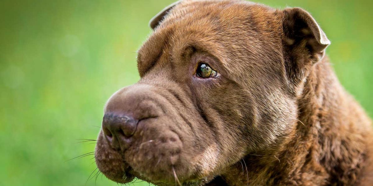 shar pei