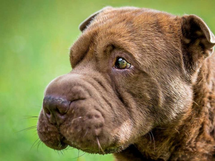 shar pei