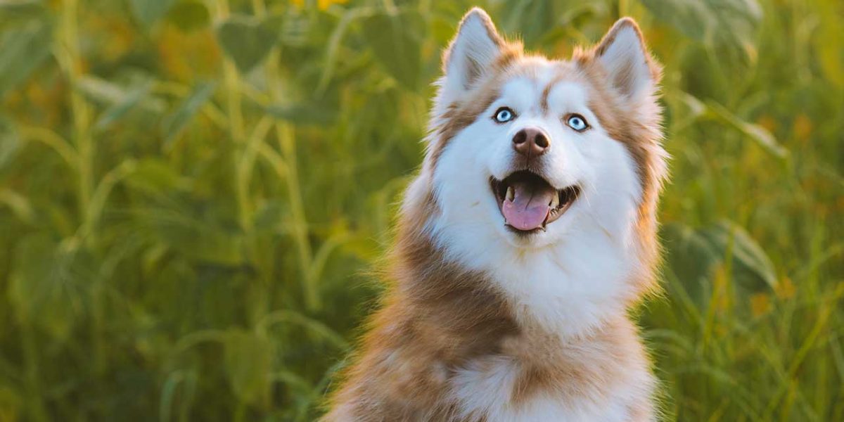 shepsky