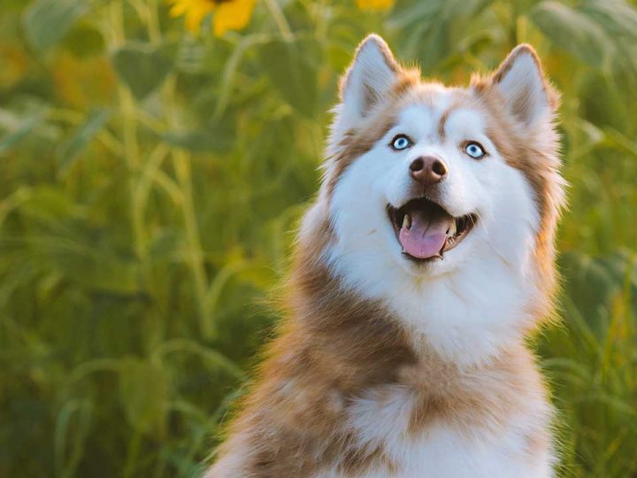 shepsky