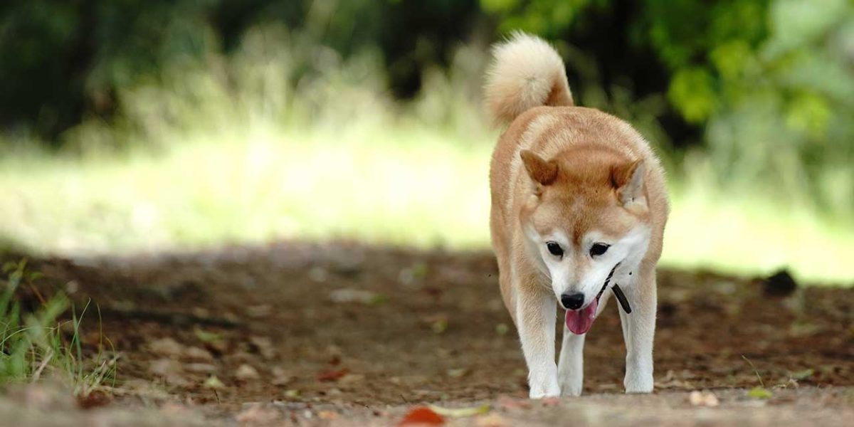 shiba inu