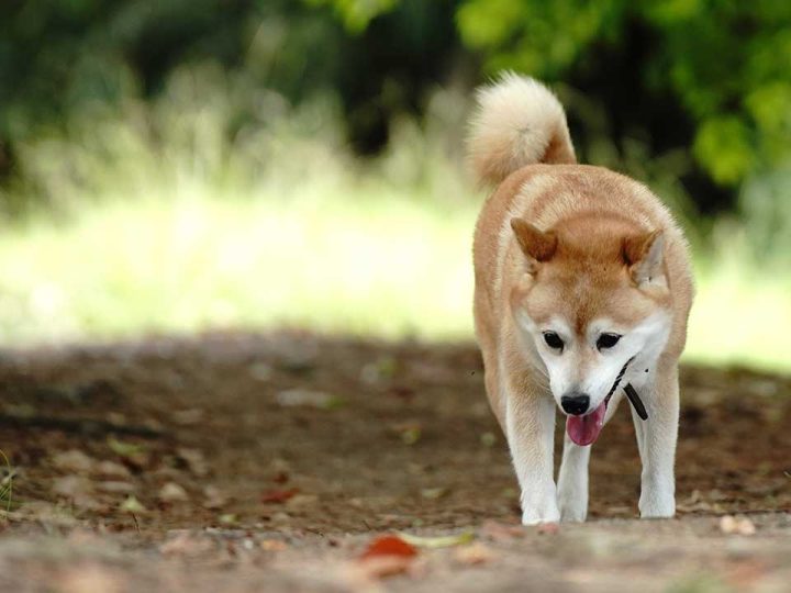 shiba inu