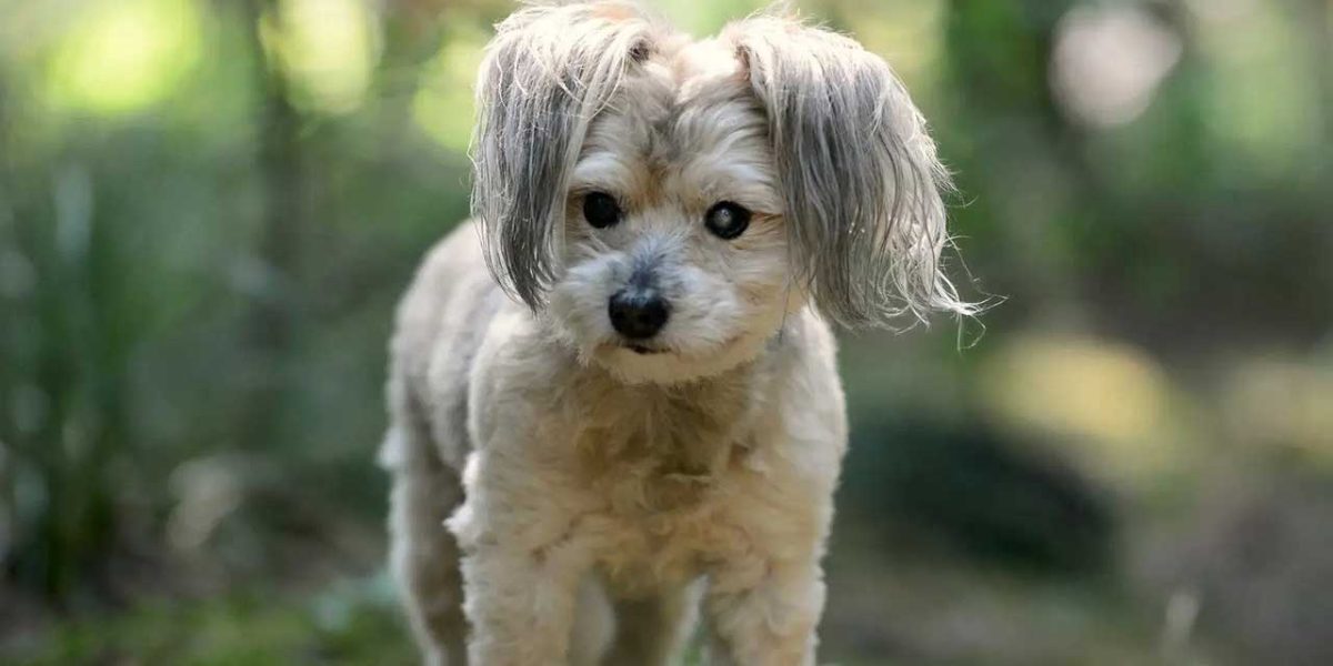 Shihpoo