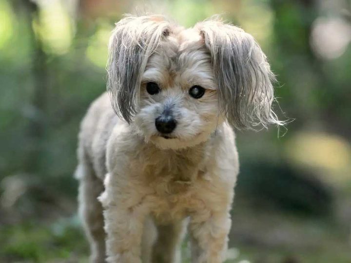 Shihpoo