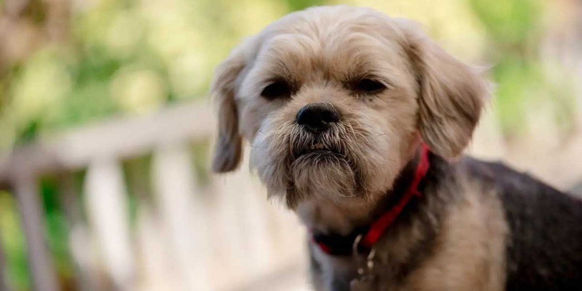 shorkie