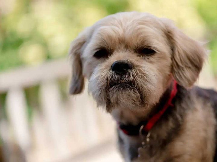 shorkie