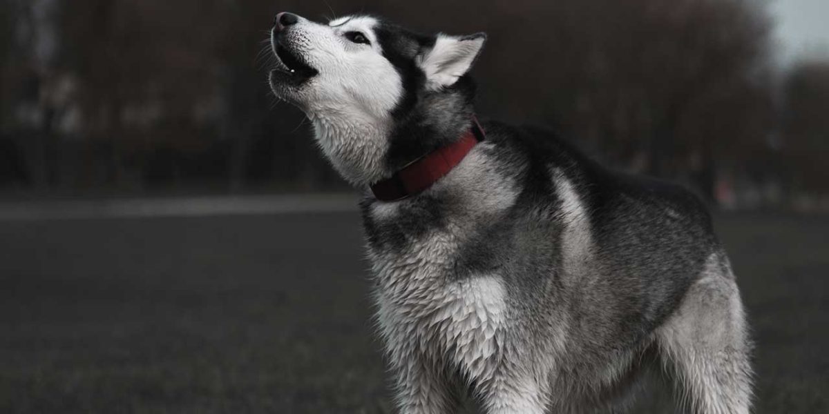 siberische husky